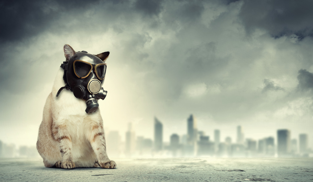 Quickly benchmark collaborative services Photodune 5548480 Cat In Gas Mask S